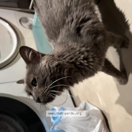 Photo 1/1 Found cat Found in Saint cloud