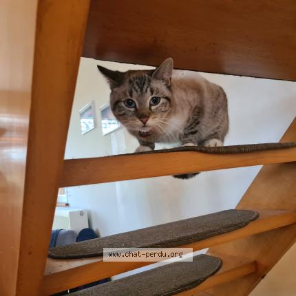 Foto van gevonden kat in Comblain La Tour
