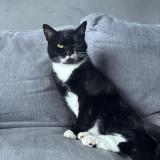 Picture of cat lost at Ninove