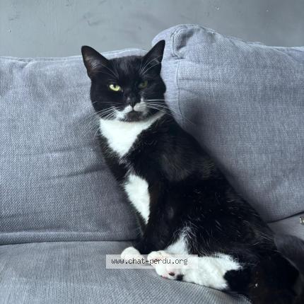 Photo 1/1 Maman dyali Chat lost in Ninove