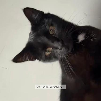 Photo 1/1 Shadow Chat lost in Ninove