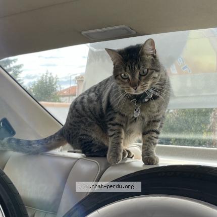 Photo 1/1 Yuki Chat lost in Theza