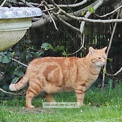 Photo 1/1 Tigrou Chat lost in Libernon crecy la chapelle