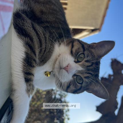 Photo 1/1 Tarzan Chat lost in Aimargues