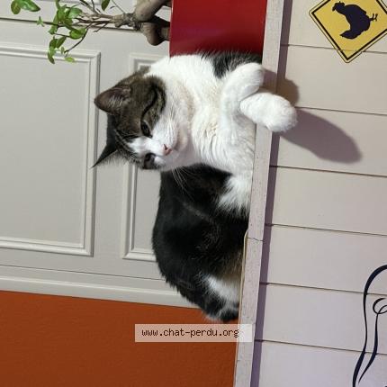 Photo 1/1 Rocky Chat lost in Macon