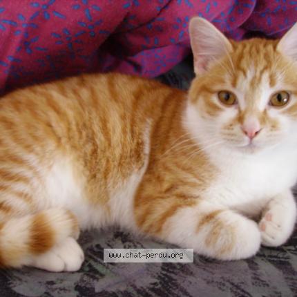 Photo 1/1 ruby Chat lost in Vic le comte