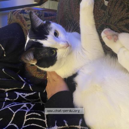 Photo 1/1 Henry Chat lost in Bordeaux