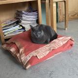 Picture of cat found at Bruxelles