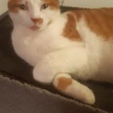 Picture of cat lost at Lomont