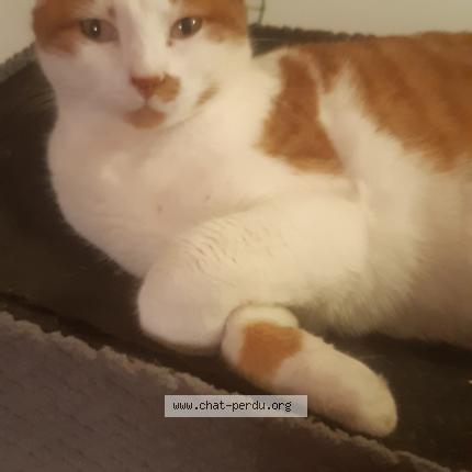 Photo 1/1 Mine Chat lost in Lomont