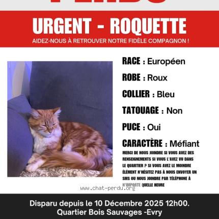 Photo 1/1 Roquette Chat lost in Evry courcouronnes