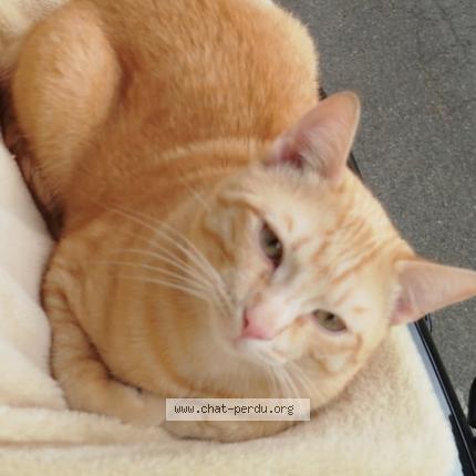 Photo 1/1 Mango Chat lost in Beaumont de lomagne