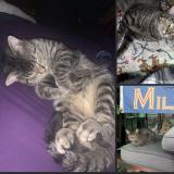 Picture of cat lost at Milwaukee