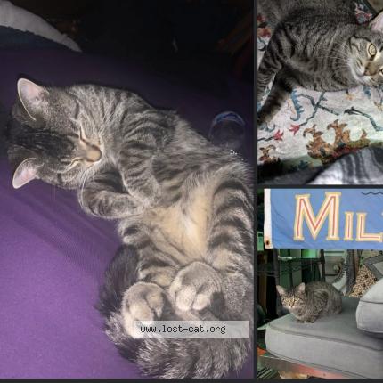 Photo 1/1 Slim Jim Chat lost in Milwaukee