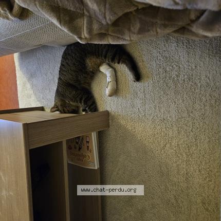 Photo 1/1 Minouche Chat lost in Montech