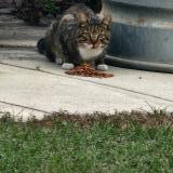 Picture of cat found at Ocala