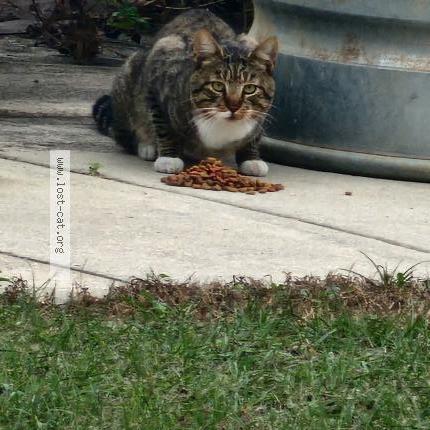 Photo 1/1 Found cat Found in Ocala