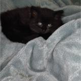 Picture of cat lost at Epinay Sur Seine