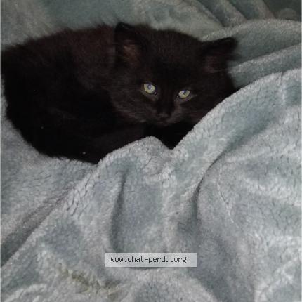 Photo 1/1 Mimi Chat lost in Epinay sur seine