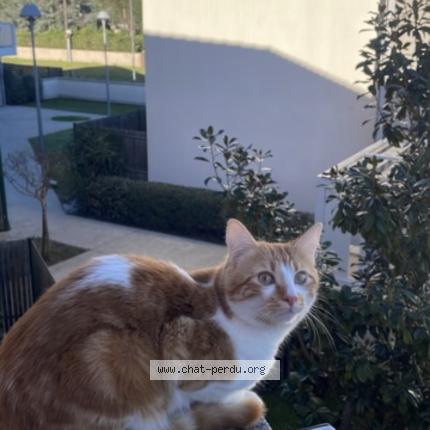 Photo 1/1 Mimiche Chat lost in Colomiers