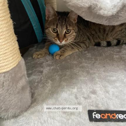 Photo 1/1 Suzette Chat lost in Epernay