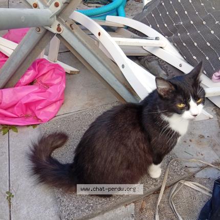Photo 2/2 Found cat Found in St etienne