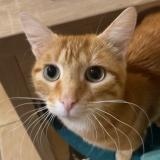 Picture of cat lost at Chauvigny Du Perche