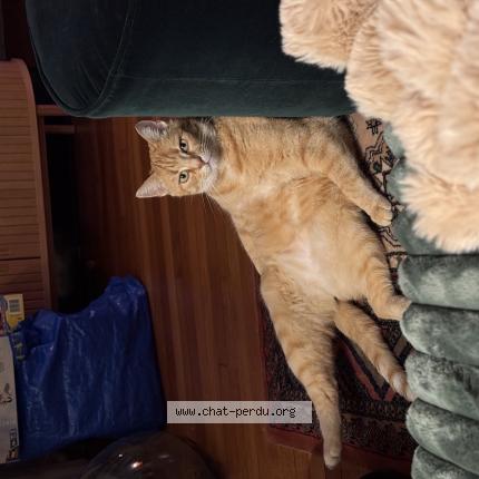 Photo 1/1 GASTON Chat lost in Nancy