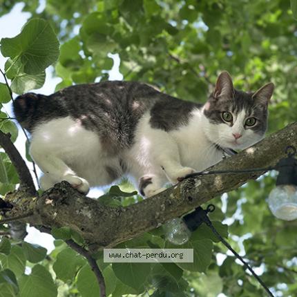 Photo 1/1 NINO Chat lost in Roques