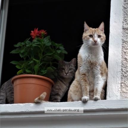 Photo 1/2 Babichon Chat lost in Ribaute les tavernes