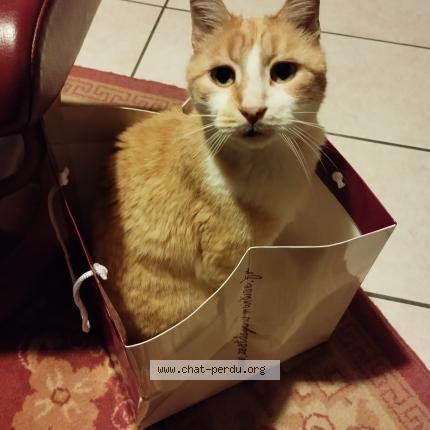 Photo 2/2 Babichon Chat lost in Ribaute les tavernes