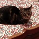 Picture of cat lost at Annecy