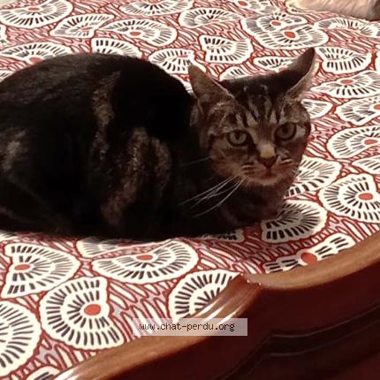 Photo 1/2 zounette Chat lost in Annecy