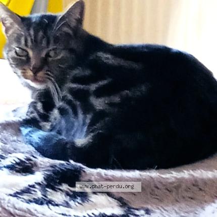 Photo 2/2 zounette Chat lost in Annecy