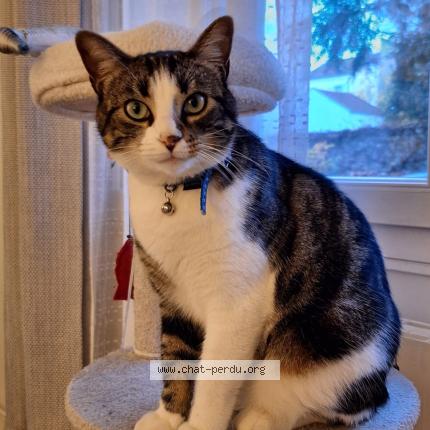 Photo 1/1 Tigrou Chat lost in La garenne colombes