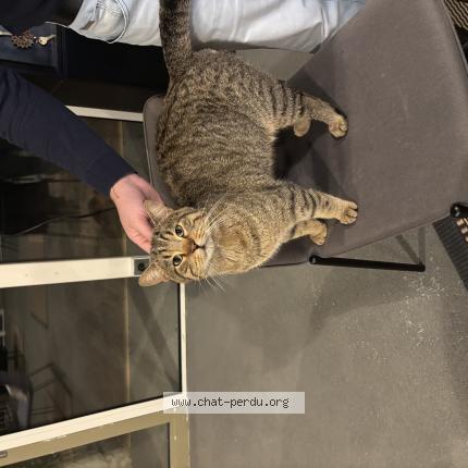 Photo 1/1 Found cat Found in Chaumont sur loire