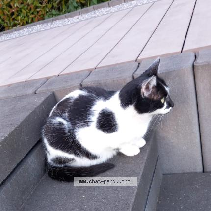 Photo 1/1 Cookie Chat lost in Ottignies