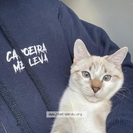 Photo 1/1 Azur Chat lost in Fontenay sous bois