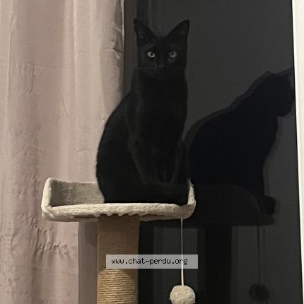 Photo 1/1 Krokmo Chat lost in Moulis en medoc