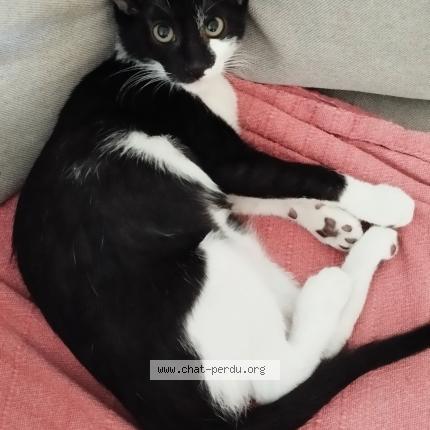 Photo 1/1 CHIDO Chat lost in La chapelle sur edre