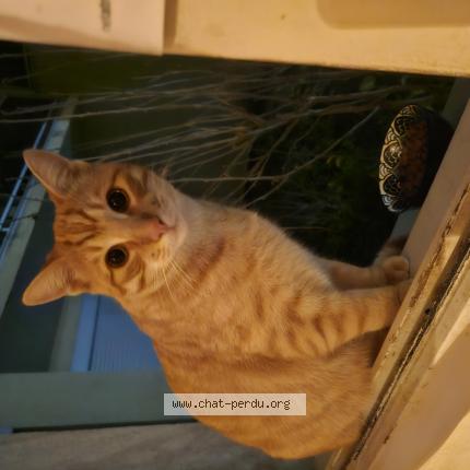 Photo 1/1 Found cat Found in Lyon