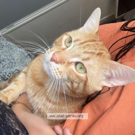 Photo 1/1 carotte Chat lost in Montauban