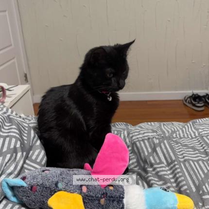 Photo 1/1 Nova Chat lost in Longueuil