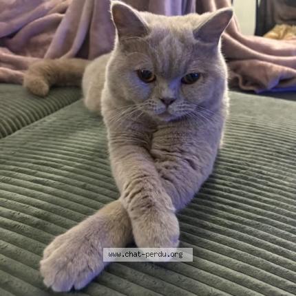 Photo 1/1 Zut Chat lost in Villeneuve les maguelones