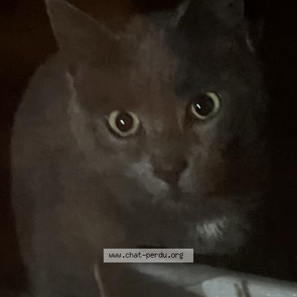 Photo 1/1 Found cat Found in Boisseuil