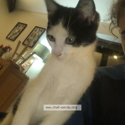 Foto 1/1 Kat teruggevonden Vermist in Theux