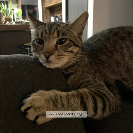 Photo 1/1 LOKÏ Chat lost in Esperce