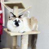 Picture of cat lost at Toulouse