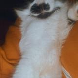 Picture of cat lost at San Diego