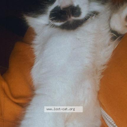 Photo 1/1 Pablo Chat lost in San diego